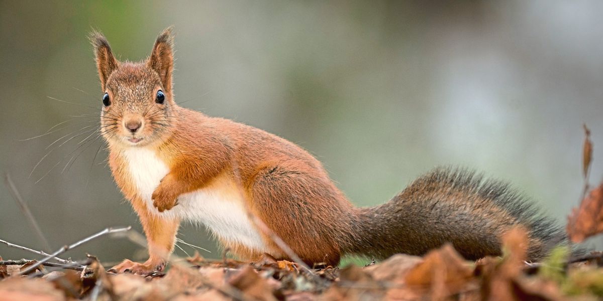 red squirrel in the autumn leaves