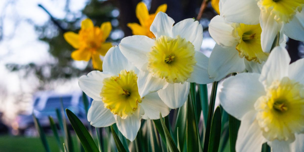 Blooming daffodils