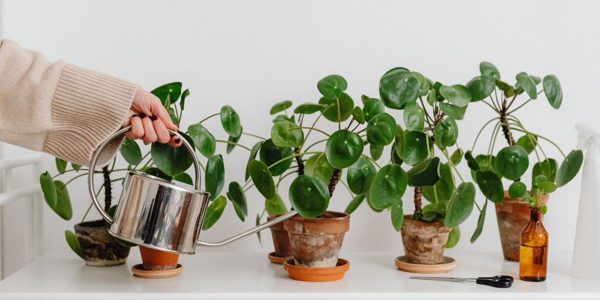 Watering of indoor plants