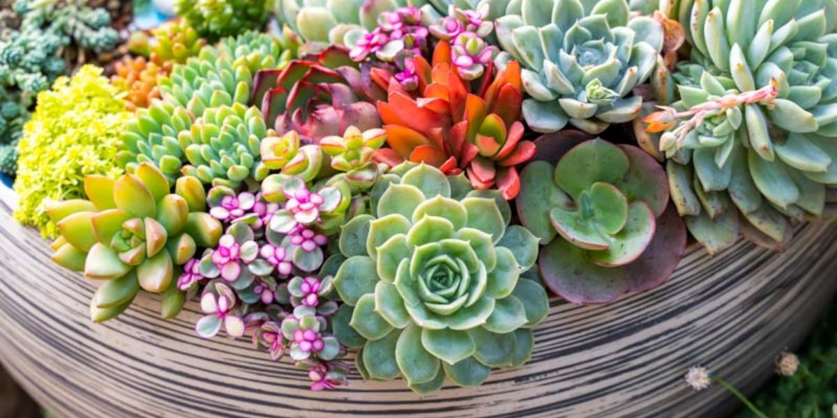 succulents in a planter