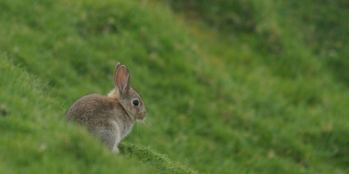 Baby wild rabbit sitting in the grass