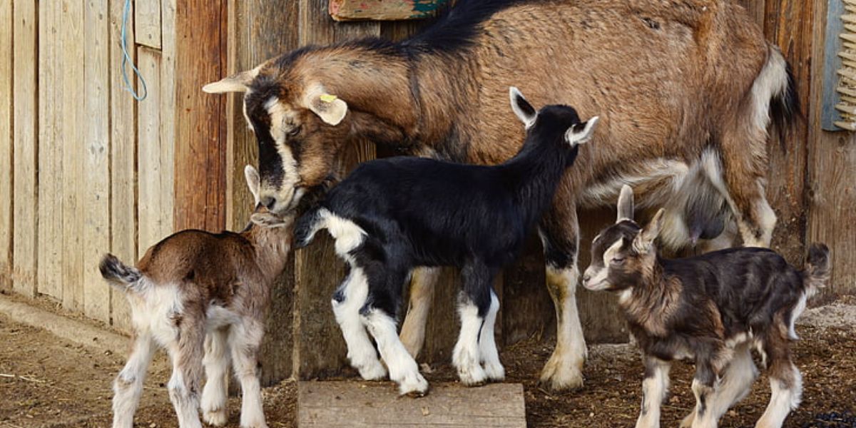 family of goats