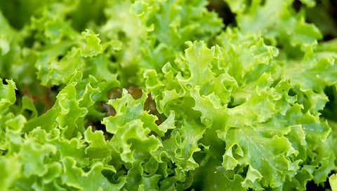 Lettuce - UK Top Vegetables to Grow at Home