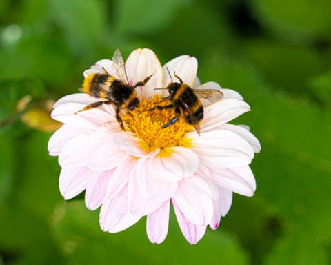 two bees sitting on a wild flower.