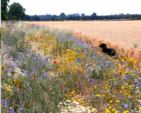 wild flower meadow