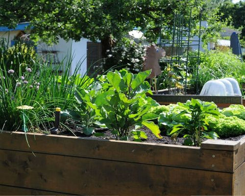 Vegetables growing in a raised bed