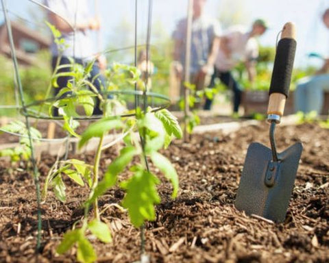 gardeners planting vegetables