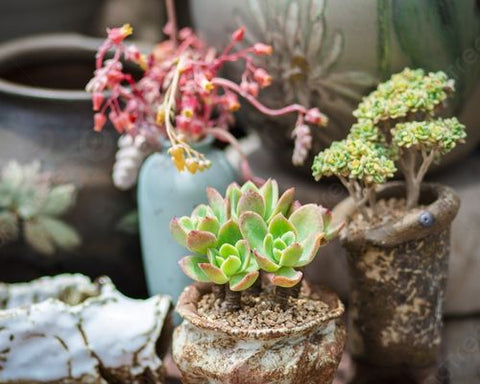 succulents in a variety of planters