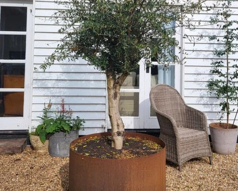 Tree planted in large rustic planter