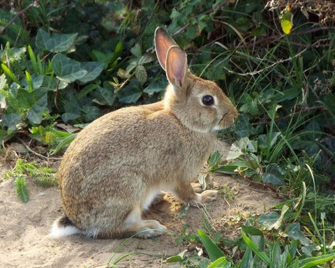 Rabbit in the sand dunes