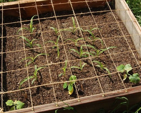 Rabbit proof vegetable bed.