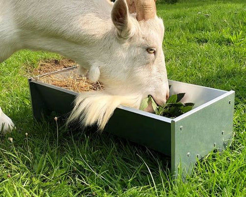goat eating from Jakes farm trough