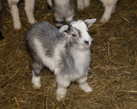 sweet baby goat