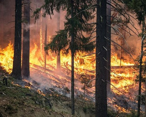 wildfire in forest