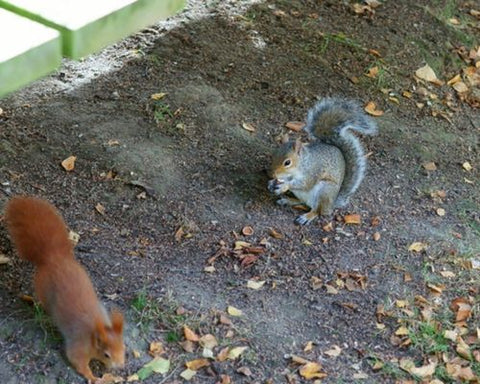 Red and grey squirrel