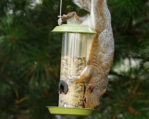 Squirrel eating from a bird feeder