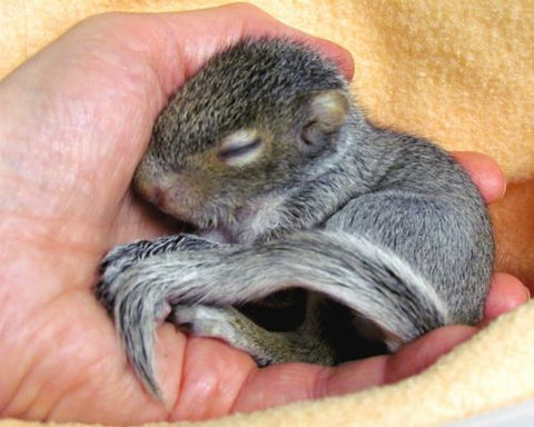 Baby squirrel asleep in human hand