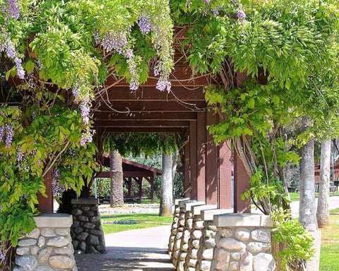 Vines growing over garden structure