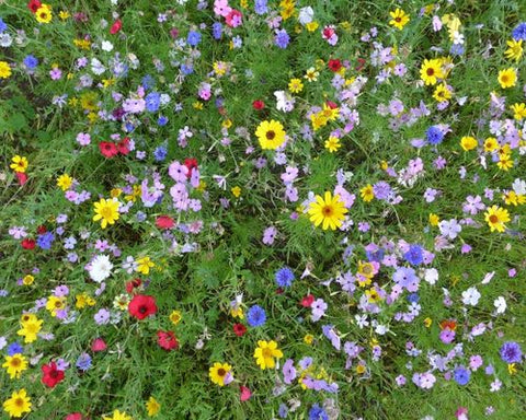 Wild flower meadow