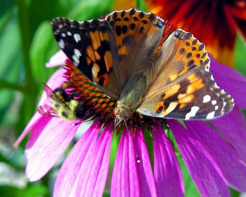 flower with butterfly on it