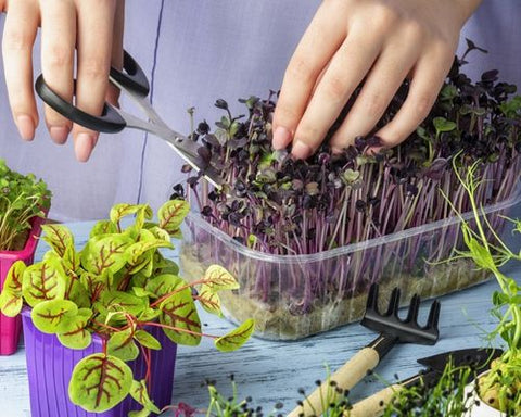 Microgreens being trimmed