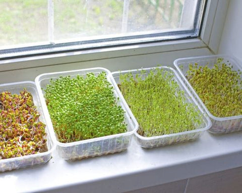 Microgreens growing on a window ledge