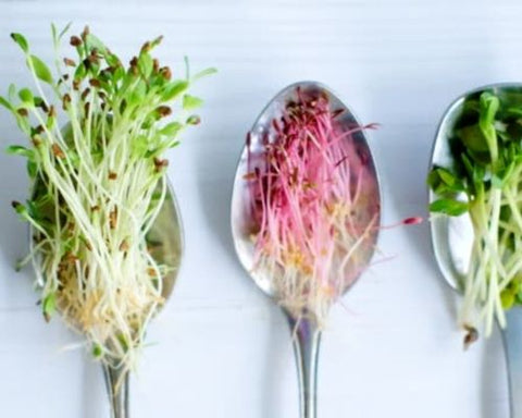 microgreens harvested.