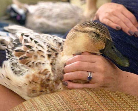 Person holding their pet duck