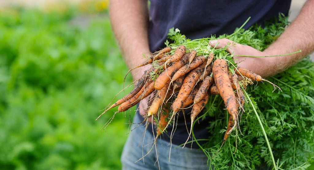 Picking Carrots as Part of a Successful Harvest