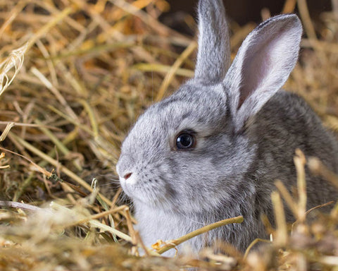 Rabbit Bedding