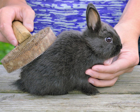 Rabbit Grooming Brush