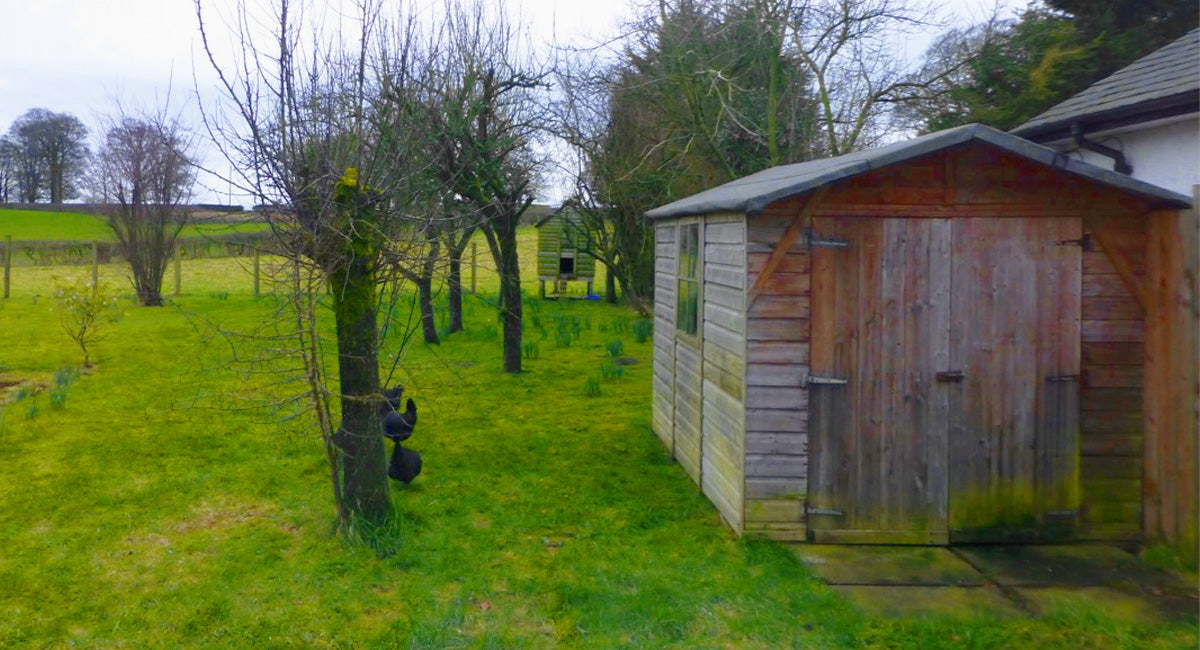 British Garden Shed with Chickens and Trees