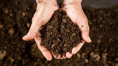 Peat Soil - Quick Guide to UK Soil - Indoor Outdoors