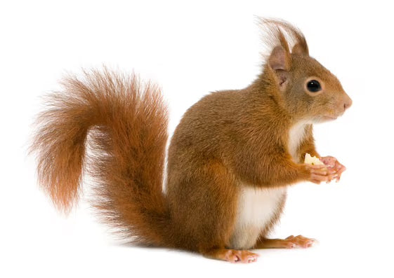 Squirrel Products