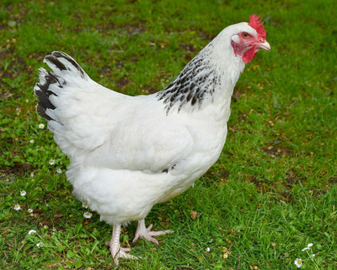 Feathers, Fluff and Fancy: Discovering the Unique UK Breeds of Chicken ...