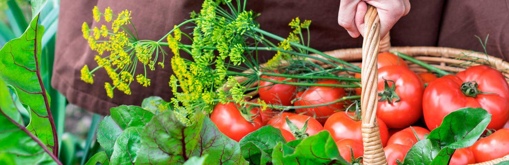 Growing Tomatoes in the UK