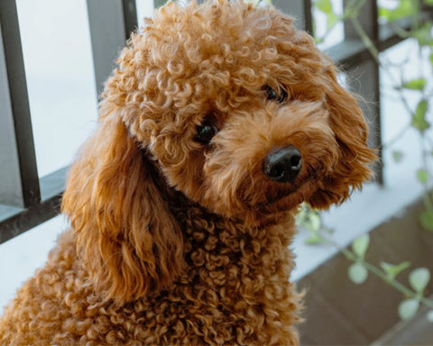 Poodle - Choosing the Right Puppy