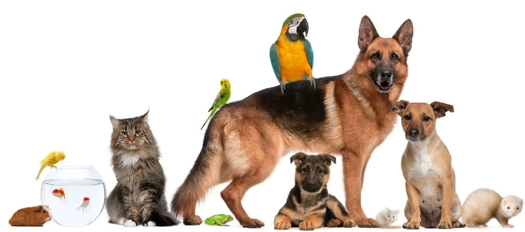 Animal Care Blog Header