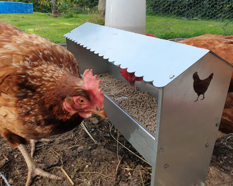 Chickens Using Jake's Farm Yard Chicken Feeder