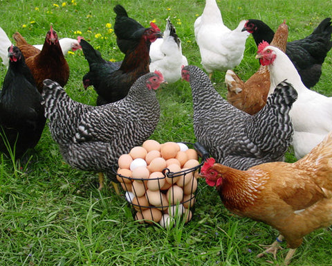 Group of Chickens Wandering Around Coop with Basket of Eggs