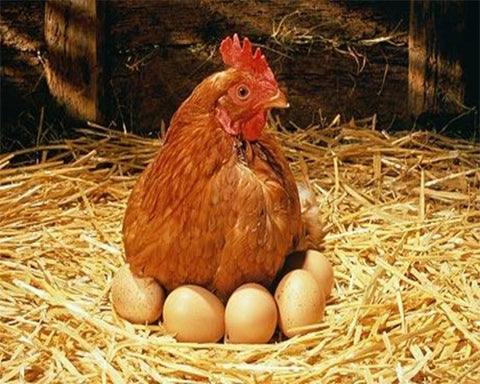 Chicken Sitting Happily on Eggs