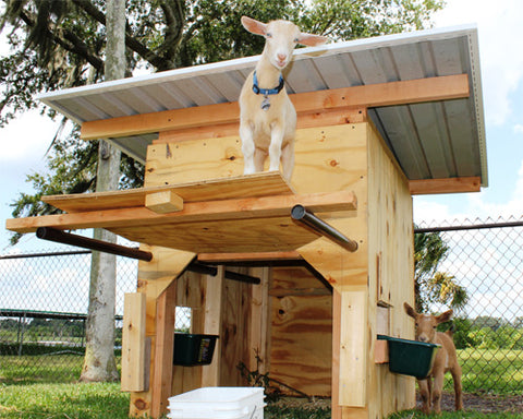 Goat Ownership Blog