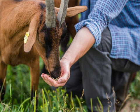 Feeding and Caring for Goats