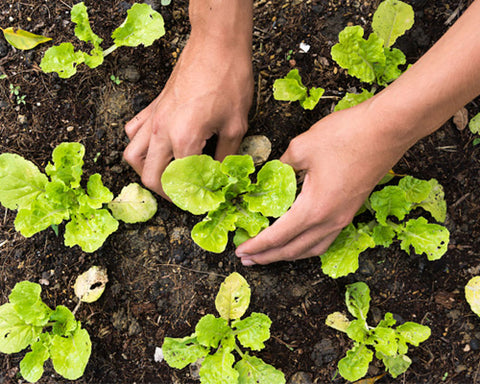 Cultivating Crops in a Successful Harvest