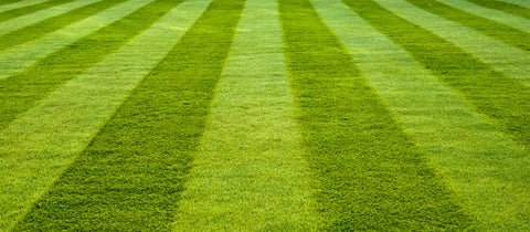 Perfectly manicured lawn