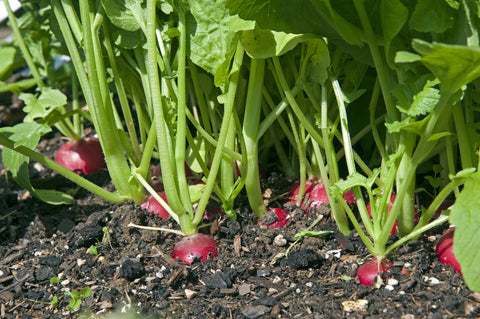 Growing Radishes in the UK