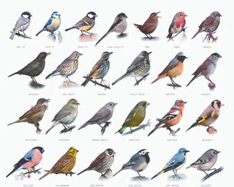 Popular UK Birds