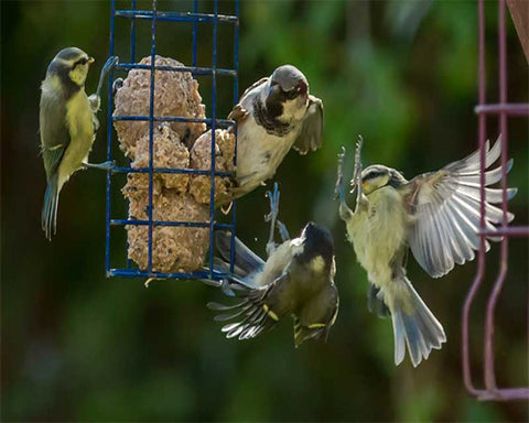 UK Birds Flying Next to Bird Feeders