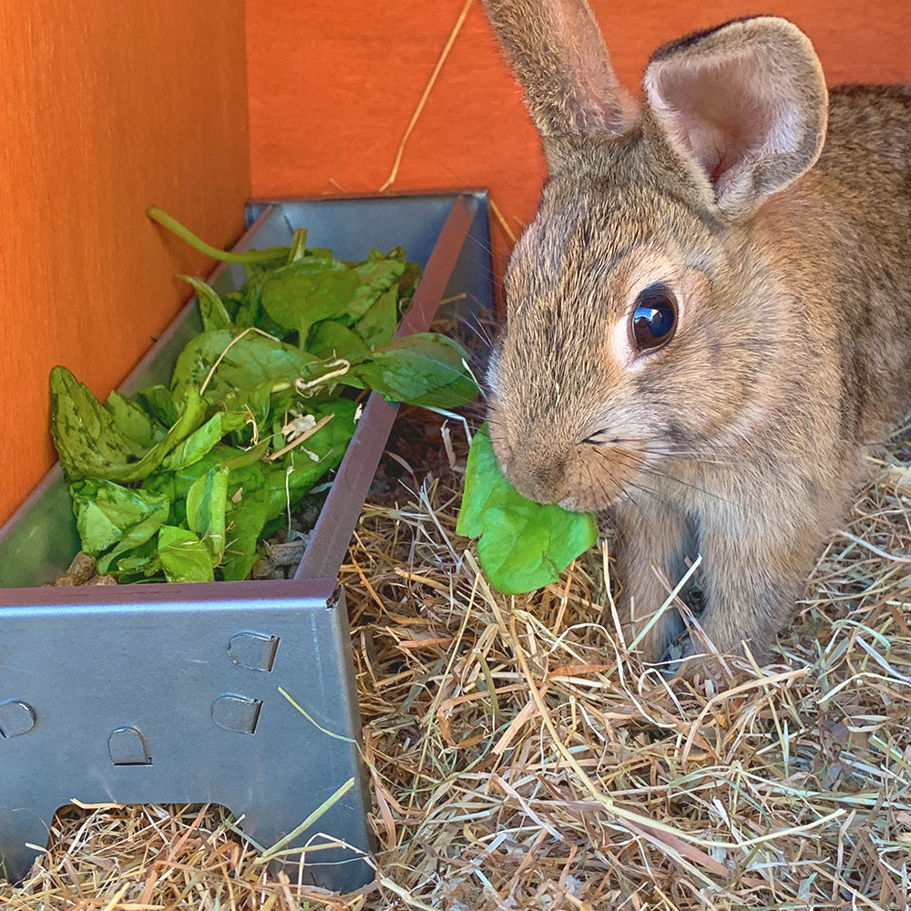 Mini Galvanised Feeding Trough Rabbit Feeder - Indoor Outdoors