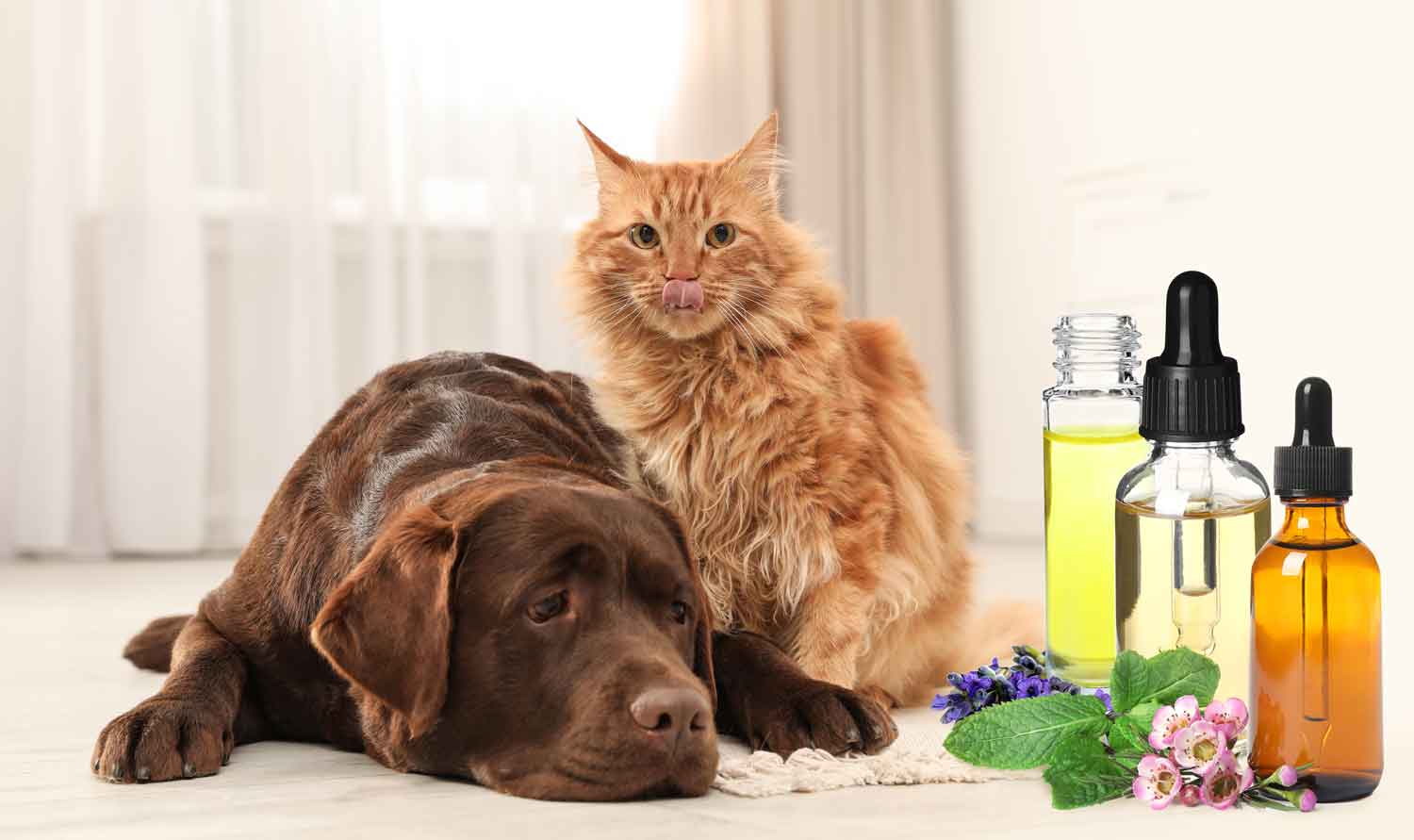 Essential oils safety with dogs and cats